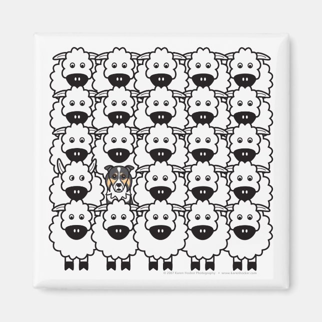 Imán Collie de borde en la oveja (Frente)