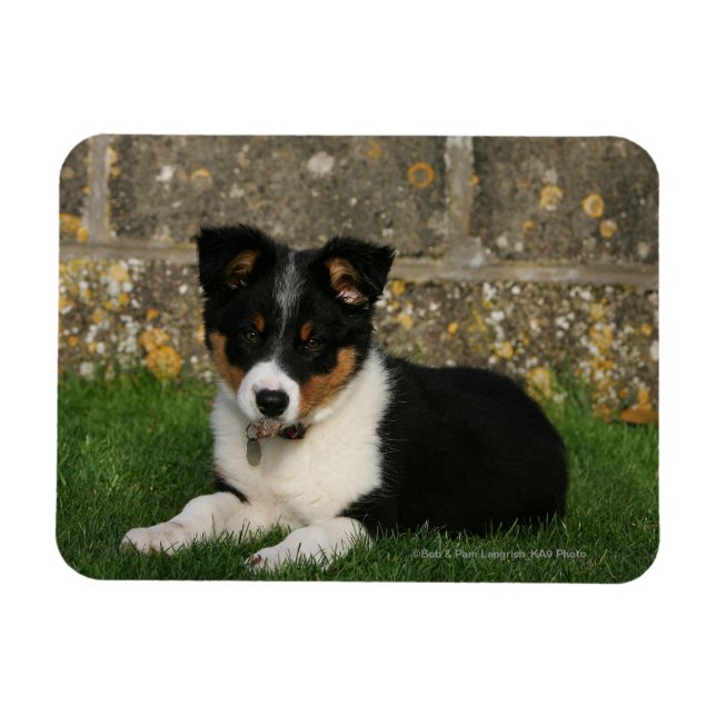 Imán Collie de frontera con pipa con hoja en boca (Horizontal)