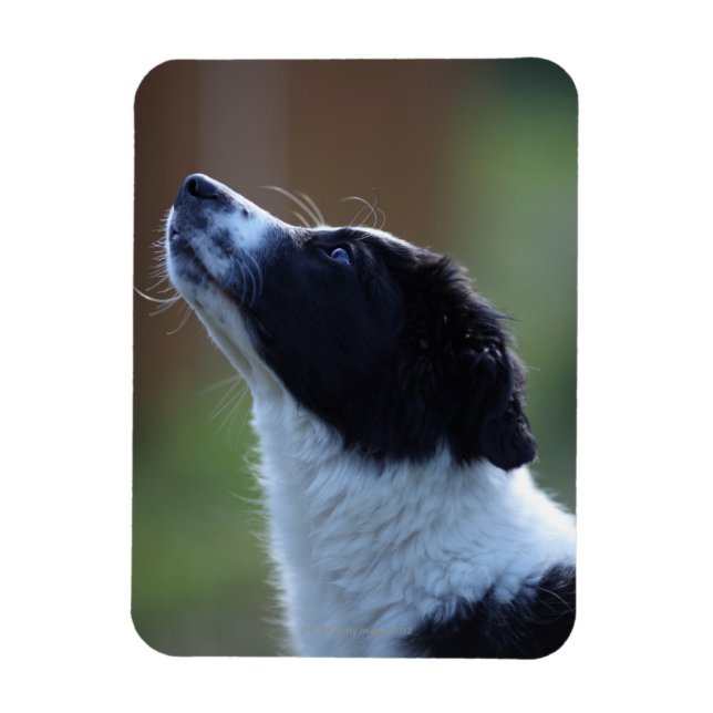 Imán Collie de la frontera joven (Vertical)
