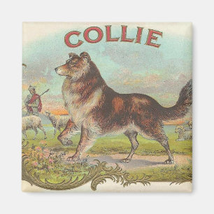 Imán Collie del vintage
