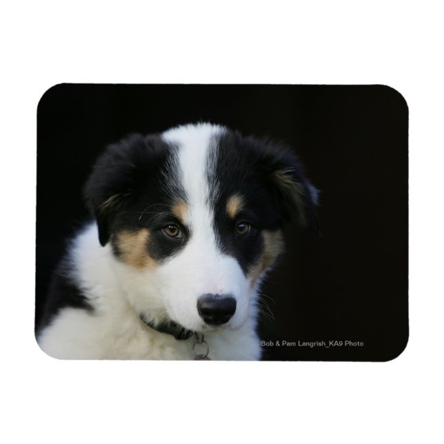 Imán Collie Puppy de 12 Semanas (Horizontal)