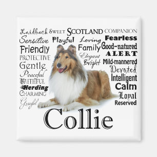 Imán Collie Traits Magnet