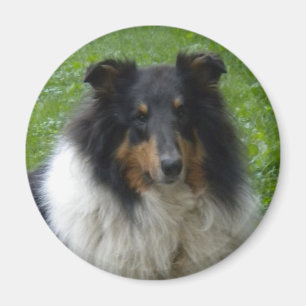Imán Collie -Tri-Magnet