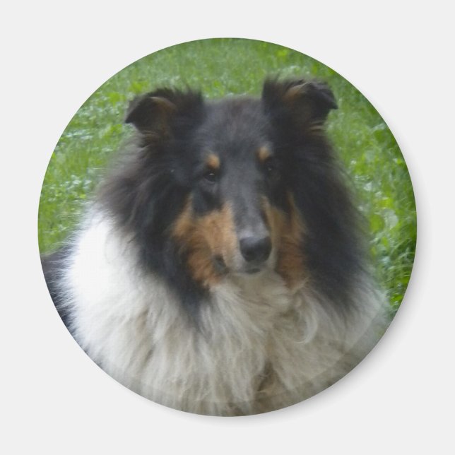 Imán Collie -Tri-Magnet (Frente)