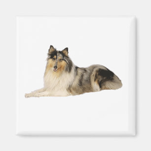 Imán colocación áspera del collie del merle azul
