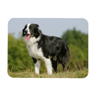 Imán Colocación del jadeo del border collie