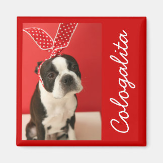 Imán Cologalita Usamimi Magnets