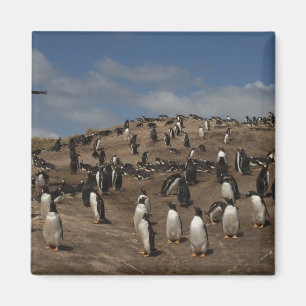 Imán colonia de pingüino de Gentoo (Pygoscelis papua) e