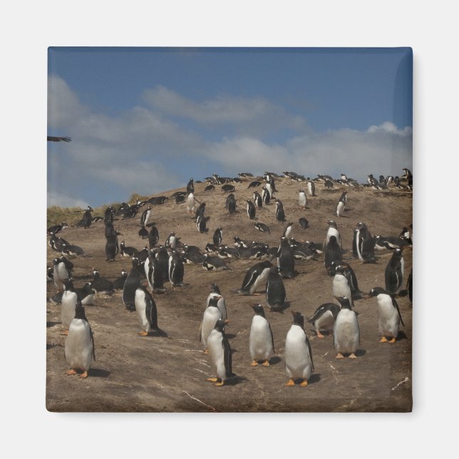 Imán colonia de pingüino de Gentoo (Pygoscelis papua) e (Frente)