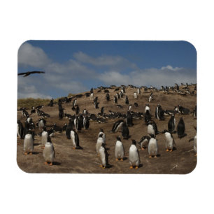 Imán colonia de pingüino de gentoo (Pygoscelis papua) e