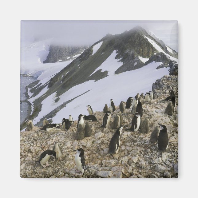 Imán Colonia de pingüinos Chinstrap (Frente)