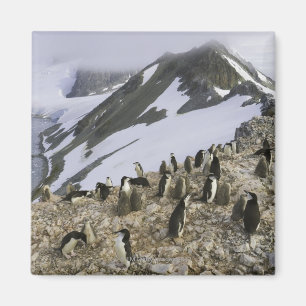 Imán Colonia de pingüinos de Chinstrap