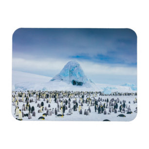Imán Colonia del pingüino de emperador