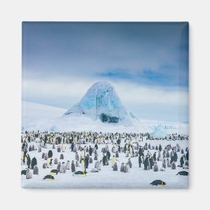 Imán Colonia Emperador Pingüino