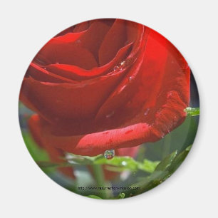 Imán Color de rosa Imán-Rojo con la estrella del agua
