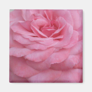 Imán color de rosa rosado