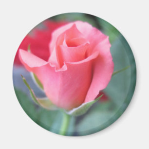 Imán Color de rosa rosado