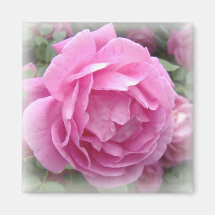 Imán color de rosa rosado