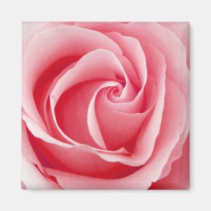 Imán color de rosa rosado - cuadrado