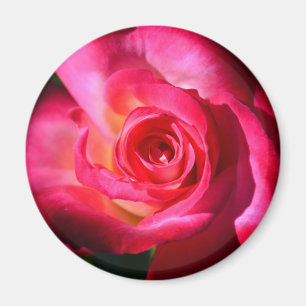 Imán color de rosa rosado oscuro