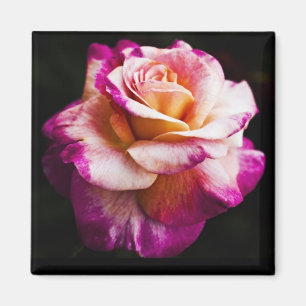 Imán color de rosa rosado para el refrigerador y