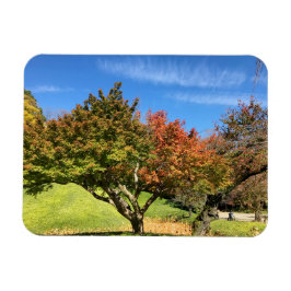 Imán Colored Maple Tree in Autumn