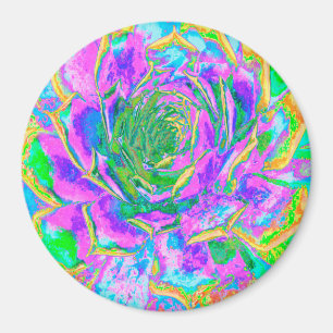 Imán Colores arcoiris Fiesta Suculento Sedum Rosette