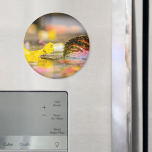 Imán Colores de caída