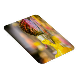 Imán Colores de caída