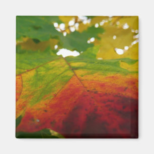 Imán Colores de la hoja de arce Fotografía de la natura