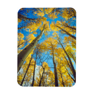 Imán Colores de otoño de árboles de Aspen 2