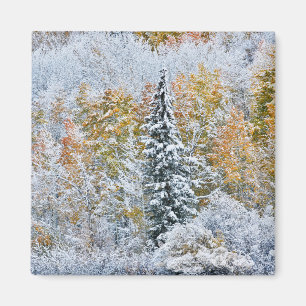 Imán Colores de otoño de los álamos y nieve Keebler Pas