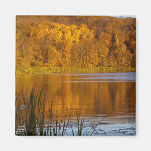 Imán Colores de otoño en el Parque Estatal Maplewood ce