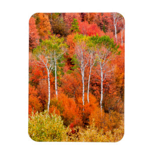 Imán Colores de otoño en Montañas Rocosas, Wyoming, EE.