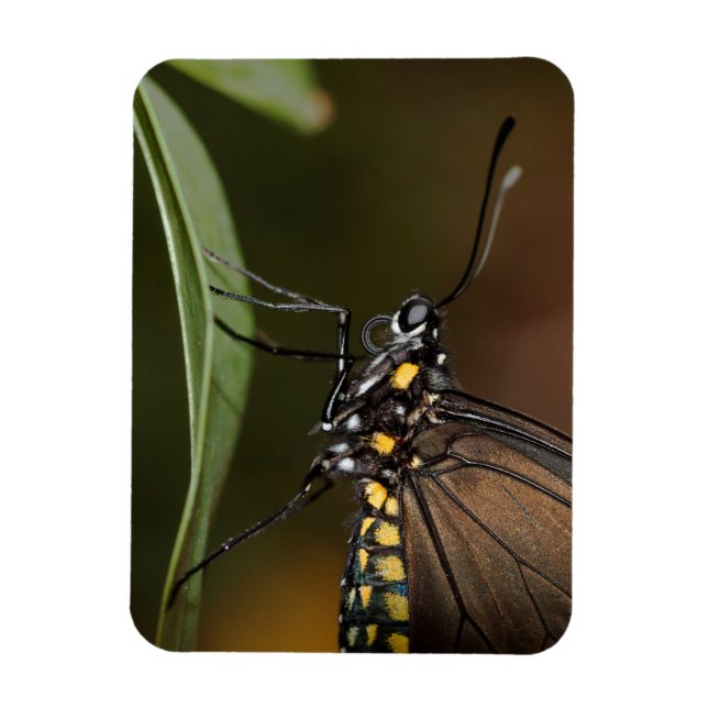 Imán Colores de una cebra longwing (Vertical)