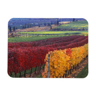 Imán Colores intensos de otoño rojos y amarillos en Geh