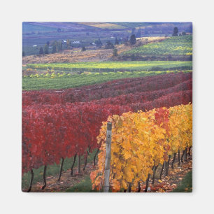 Imán Colores intensos rojos y amarillos de otoño en Geh