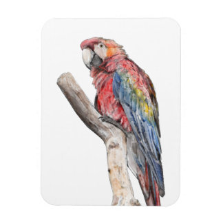 Imán Colorida acuarela de loro de macao