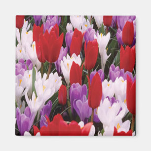 Imán colorido de las flores de tulipán