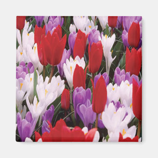 Imán colorido de las flores de tulipán