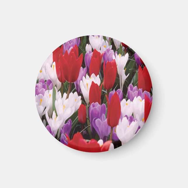 Imán colorido de las flores de tulipán (Frente)