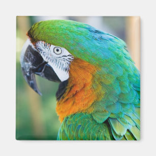 Imán colorido del loro