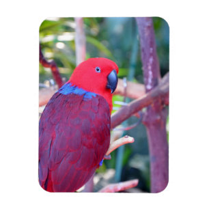 Imán colorido del loro del eclectus
