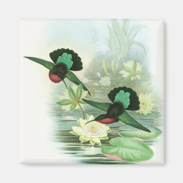 Imán Colorido Gould Hummingbirds Square Magnet (Frente)