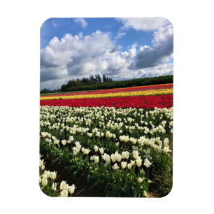 Imán Colorido Tulip Field, Oregón
