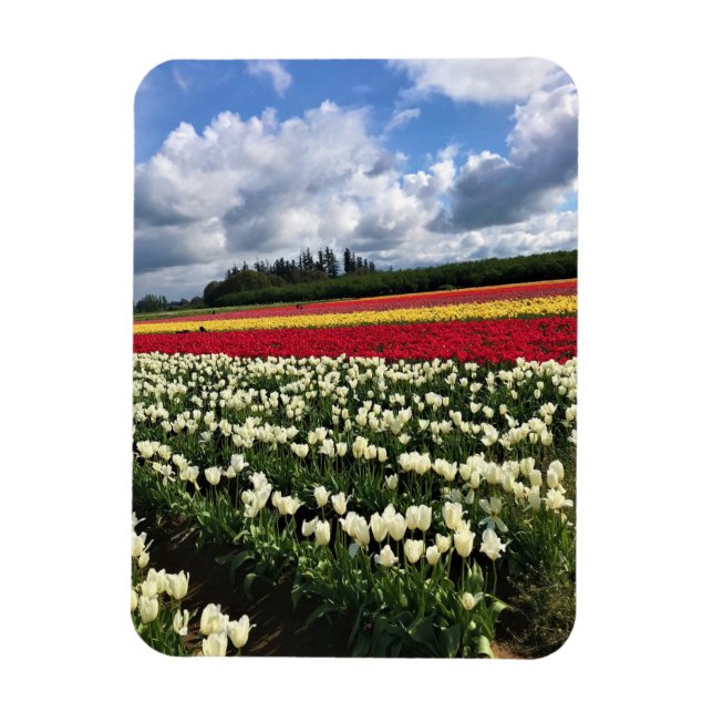 Imán Colorido Tulip Field, Oregón (Vertical)