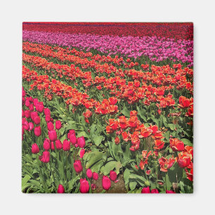 Imán Colorido Tulip Field, Oregón