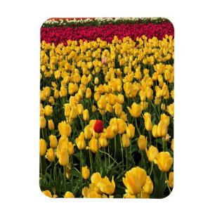 Imán Colorido Tulip Field, Oregón