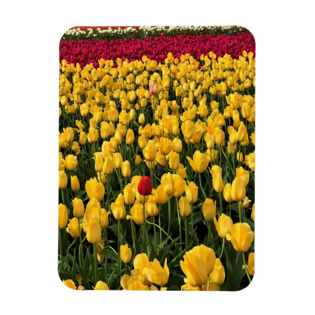 Imán Colorido Tulip Field, Oregón (Vertical)