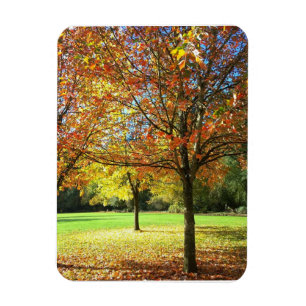 Imán Coloridos árboles del otoño
